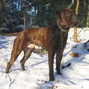 Bullmastiff Attollo