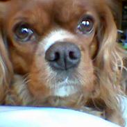 Cavalier king charles spaniel Dali (r.i.p 2008)