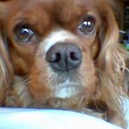 Cavalier king charles spaniel Dali (r.i.p 2008)