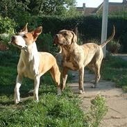 Amerikansk staffordshire terrier Chess