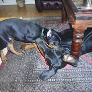 Dobermann Begat