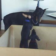 Dobermann Begat