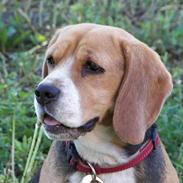 Beagle Mille