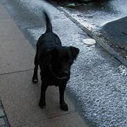 Blanding af racer Sussi