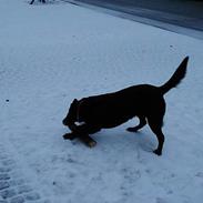 Blanding af racer Sussi