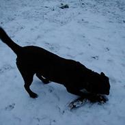 Blanding af racer Sussi