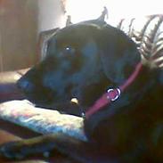 Blanding af racer Sussi