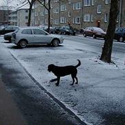 Blanding af racer Sussi