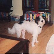 Blanding af racer Rollo