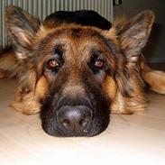 Schæferhund Slottet's Texas Ranger 