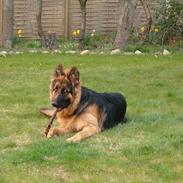 Schæferhund Slottet's Texas Ranger 
