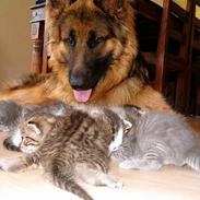 Schæferhund Slottet's Texas Ranger 