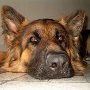 Schæferhund Slottet's Texas Ranger 