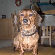 Gravhund Bella