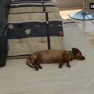 Gravhund Bella