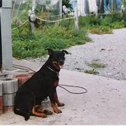 Rottweiler Nikka