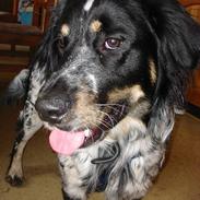 Blanding af racer Princ