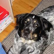 Blanding af racer Princ