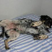 Blanding af racer Princ