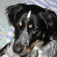 Blanding af racer Princ