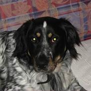 Blanding af racer Princ