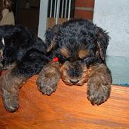 Airedale terrier emma