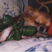 Chihuahua Victor