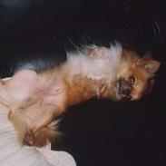 Chihuahua Victor