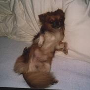 Chihuahua Victor
