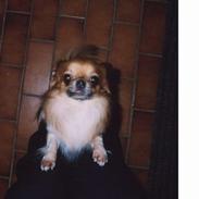 Chihuahua Victor