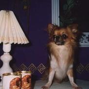 Chihuahua Victor