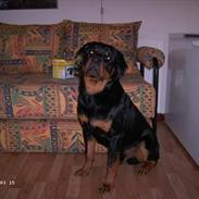 Rottweiler Kato