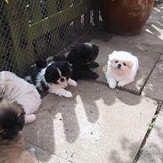 Pekingeser Thues Aicha