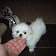 Pekingeser Thues Aicha