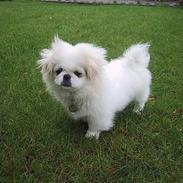 Pekingeser Thues Aicha