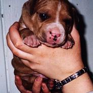 Amerikansk staffordshire terrier Chika's Lille Lemmy