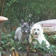 Cairn terrier Mille/Rasti