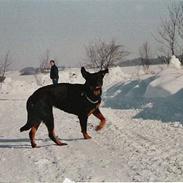 Rottweiler Nikka