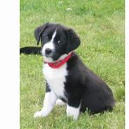 Blanding af racer Toya