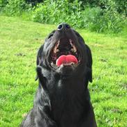 Labrador retriever Berta