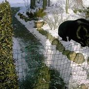 Labrador retriever Freja