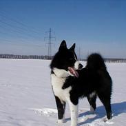Karelsk bjørnehund Kisjo