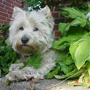 West highland white terrier felix