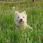 West highland white terrier felix