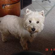 West highland white terrier felix