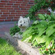 West highland white terrier felix