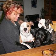 Amerikansk staffordshire terrier Tosca