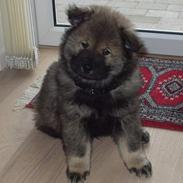 Eurasier Basco