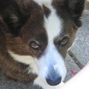 Welsh corgi cardigan Buster ¤ død ¤