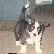 Welsh corgi cardigan Buster ¤ død ¤